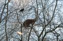 katten van de buren  _03-02-10_2